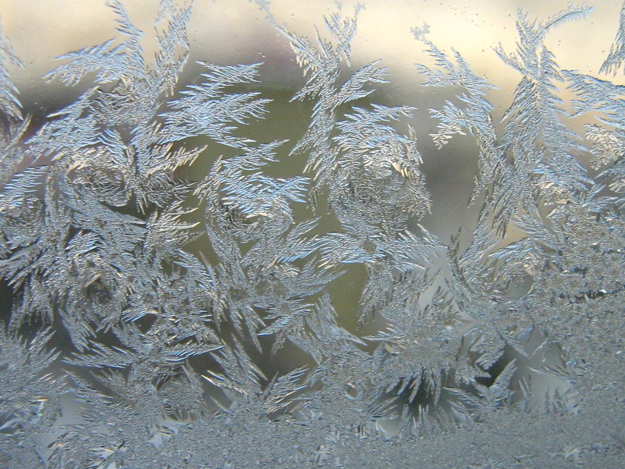 Window Frost Patterns 1-free Wallpaper From Http - Marine Biology - HD Wallpaper 