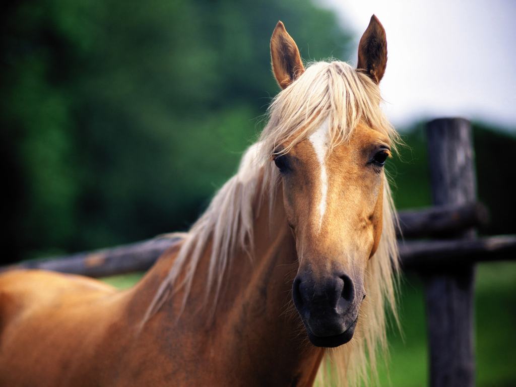 Free Horse Wallpaper - HD Wallpaper 