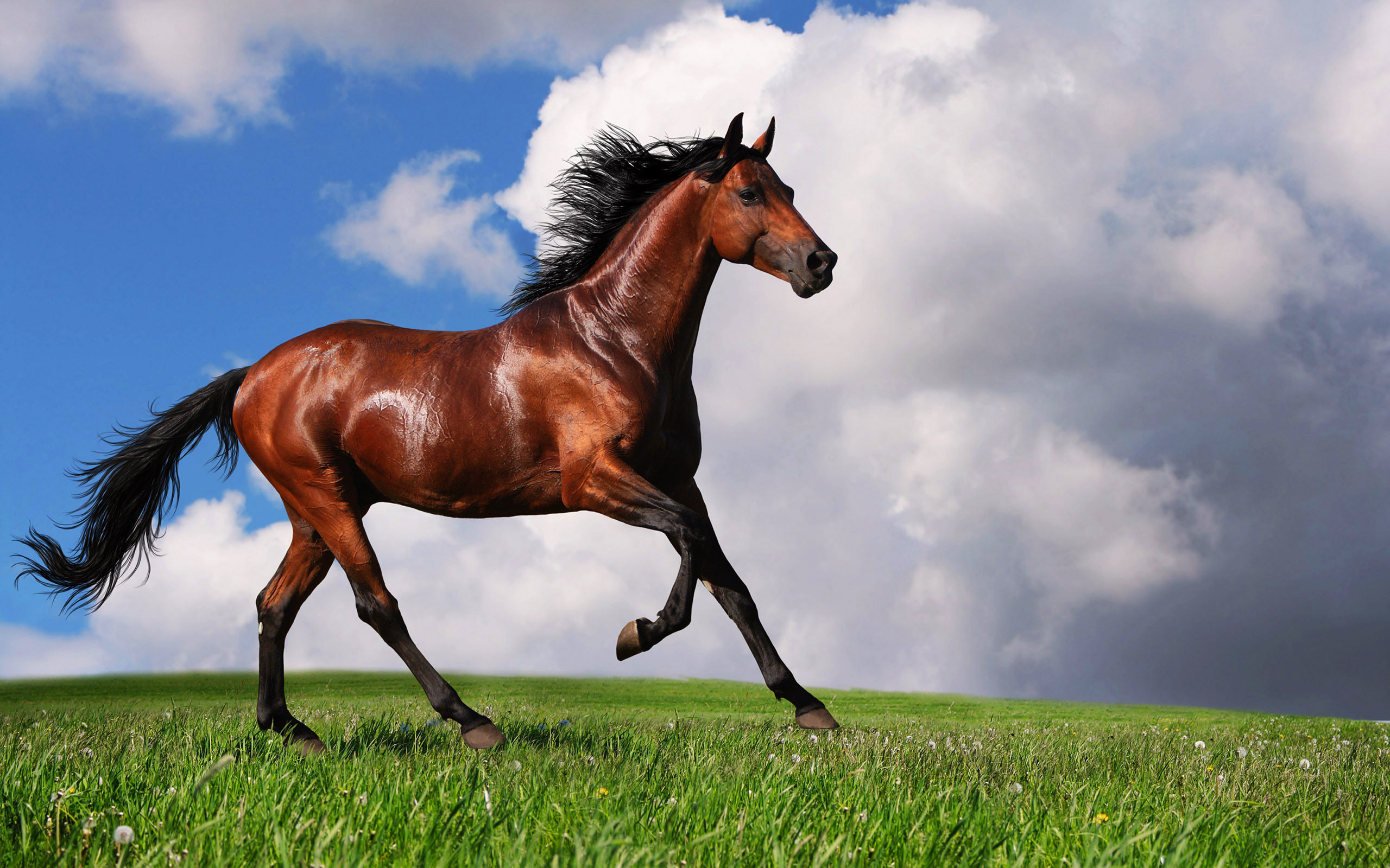 Hd Arabian Horse Background Cool Background Photos - HD Wallpaper 