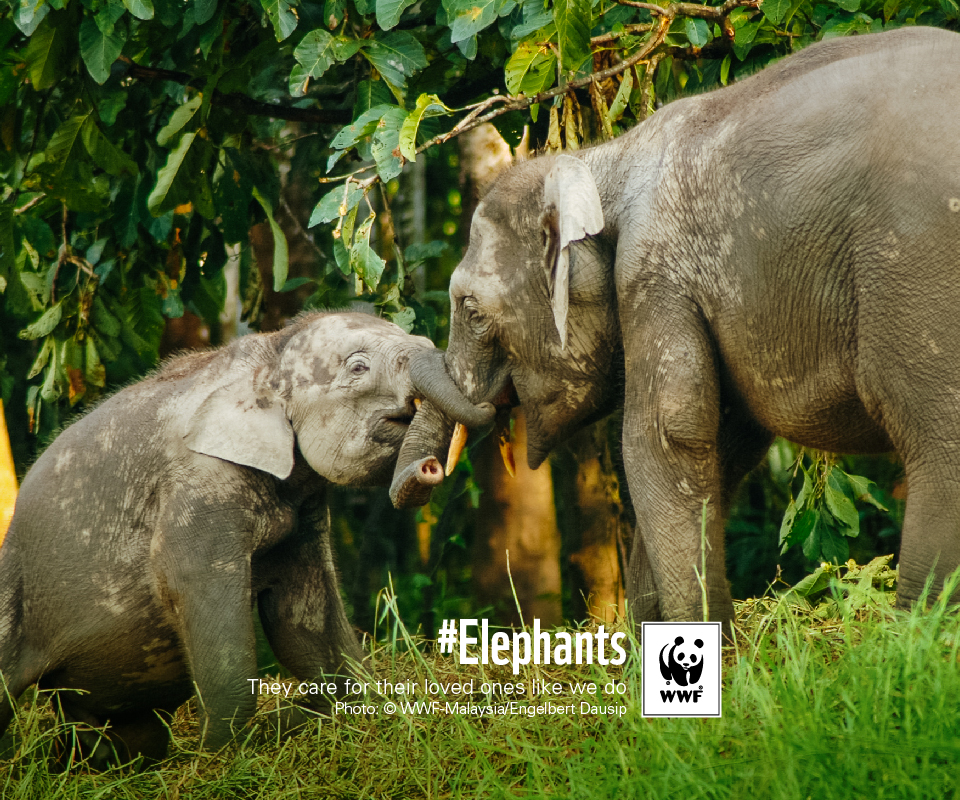 Indian Rhinoceros - HD Wallpaper 