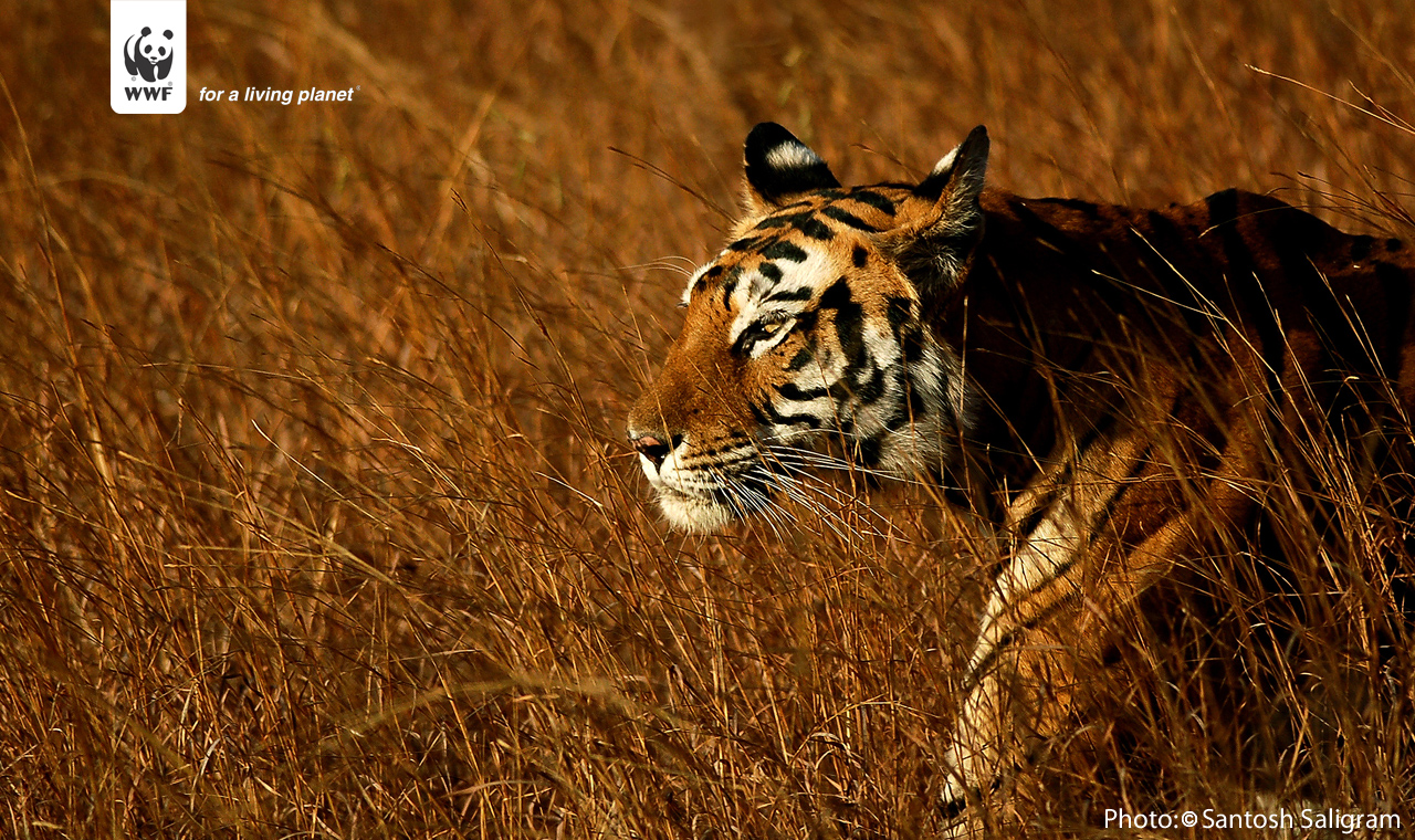 Wwf Wallpapers Desktop - HD Wallpaper 