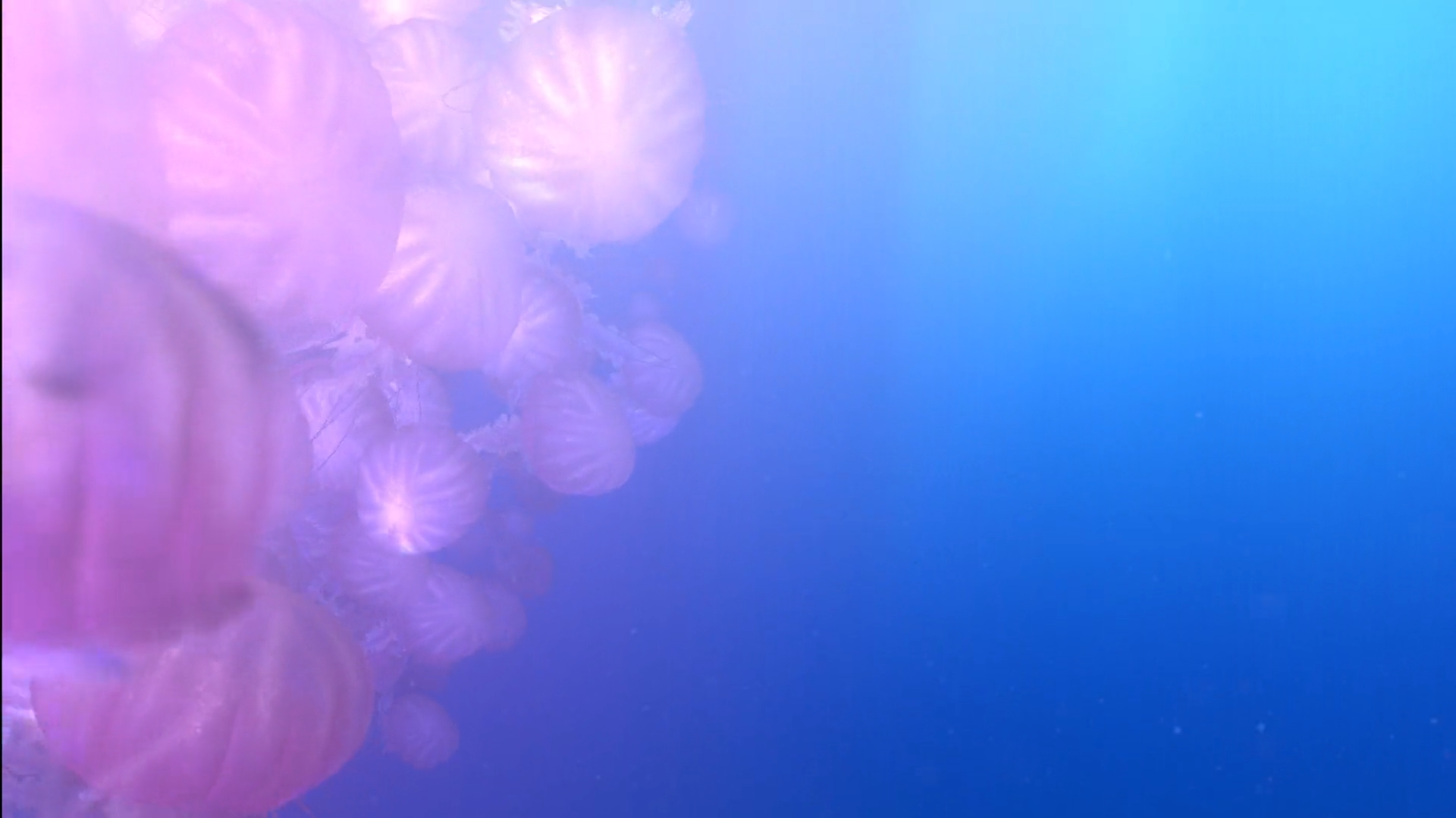Finding Nemo Movie Jellyfish - HD Wallpaper 