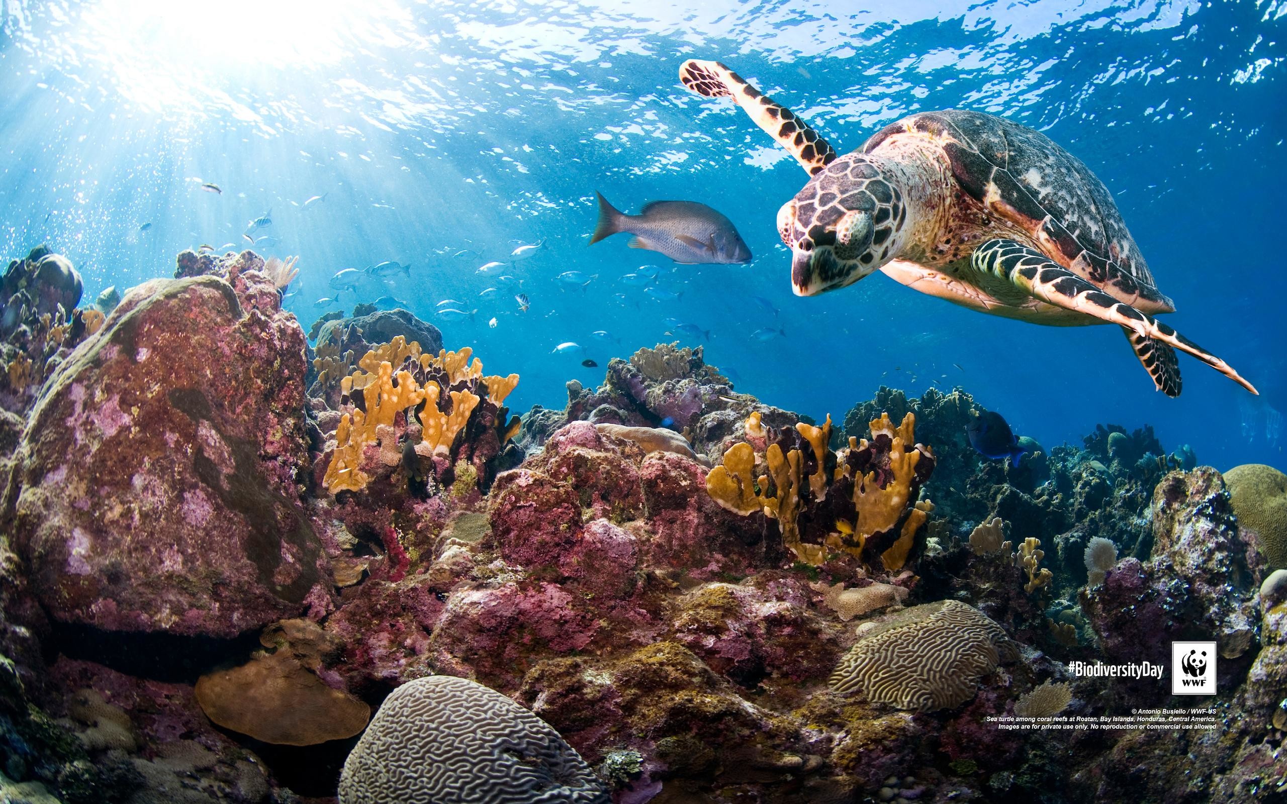 Wwf Wallpaper - HD Wallpaper 