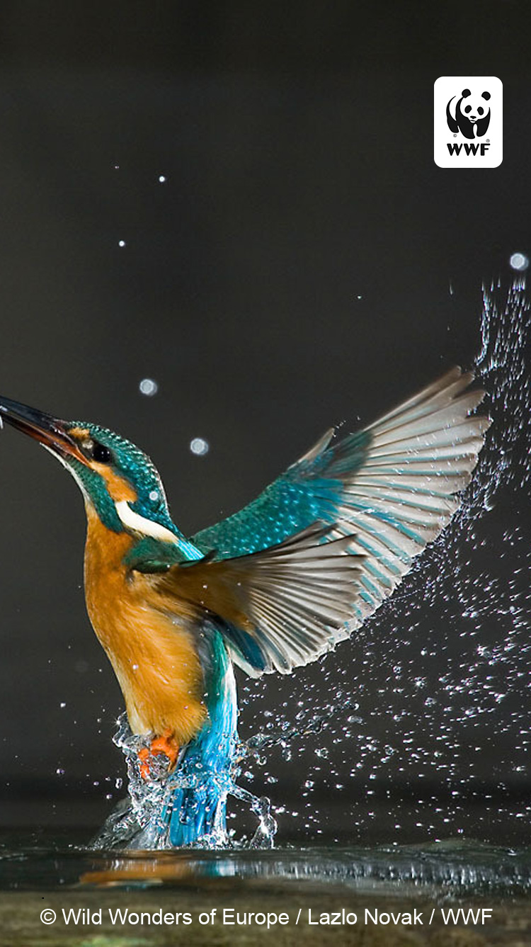 Wildlife Wallpaper Hd Iphone - HD Wallpaper 