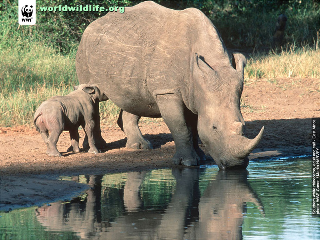 World Wildlife Fund - Wildlife Of The World - HD Wallpaper 