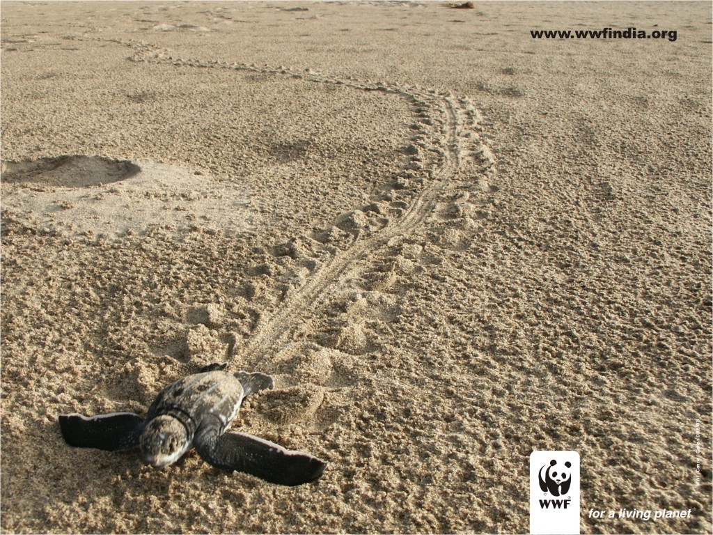 Earth Hour - HD Wallpaper 