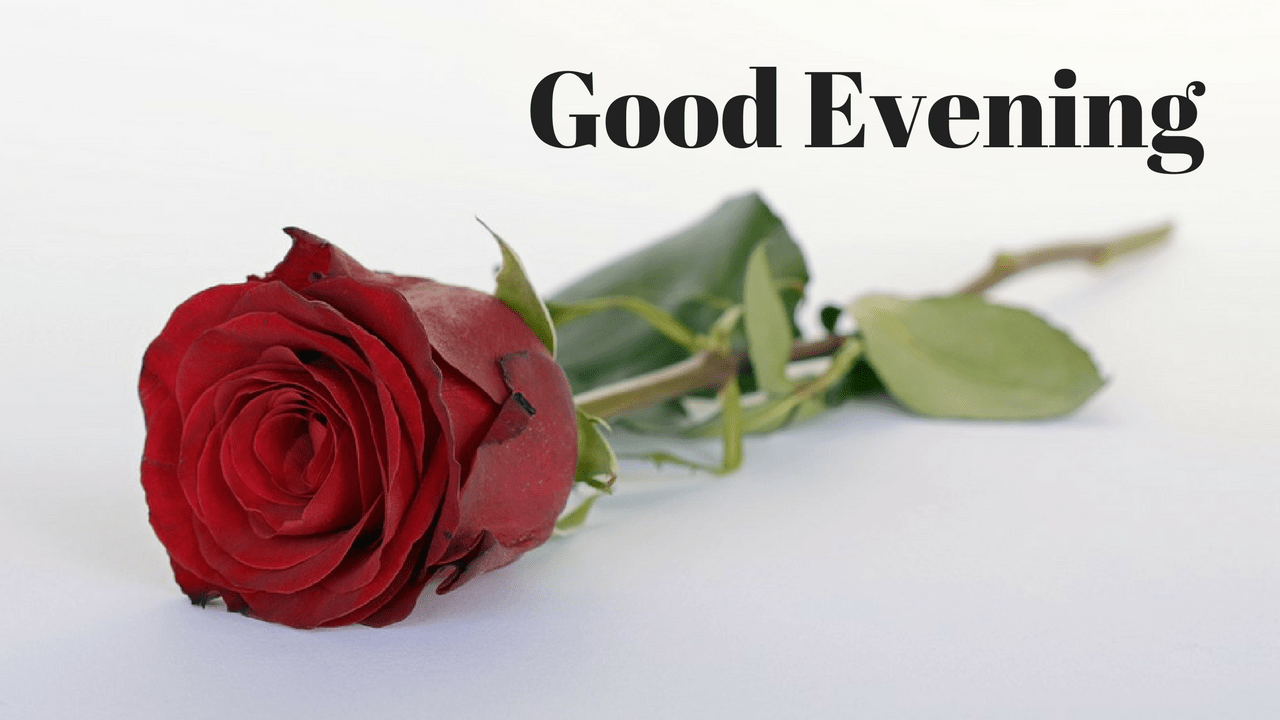 Good Morning Msg With Rose - HD Wallpaper 