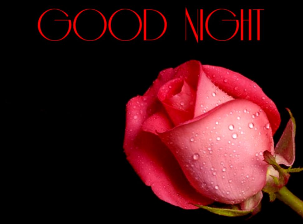 Hoontoidly Rose Love Wallpaper Good Night Images - Rose Good Night Flower - HD Wallpaper 