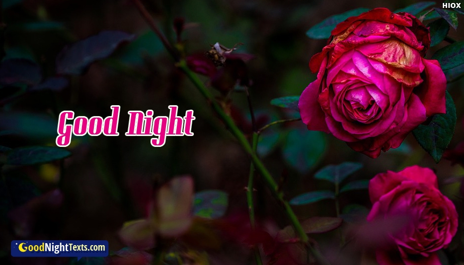 Good Night Rose Wallpaper Hd - Good Night Rose Image Hd - HD Wallpaper 