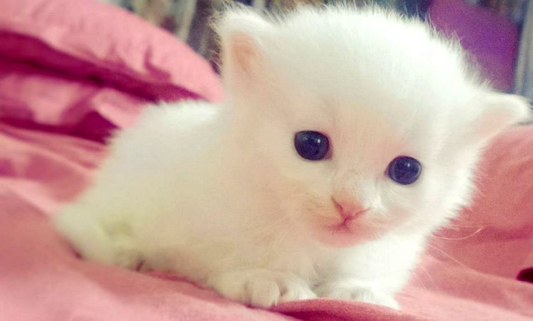 Cute Baby Animals Ever Wallpapers Top Wallpaper 536298 - Cute Baby Animals Wallpaper Hd - 1048x632 Wallpaper Cute Baby Animals Ever Wallpapers Top Wallpaper 536298 - Cute Baby Animals Wallpaper Hd - 1048x632 Wallpaper