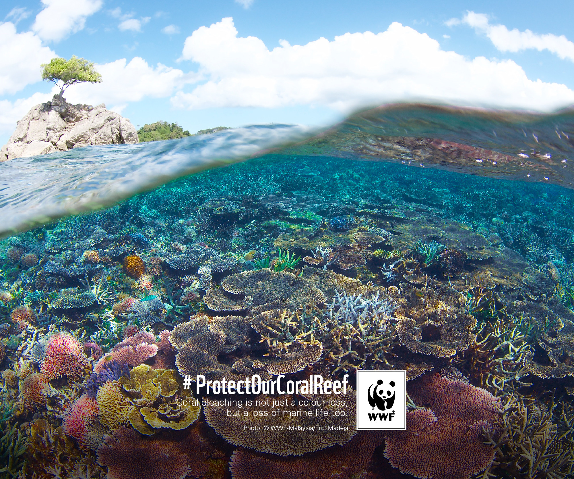 December 2016 Wallpaper 
 Data Src Wwf Wallpapers For - Malaysia Coral Reef - HD Wallpaper 