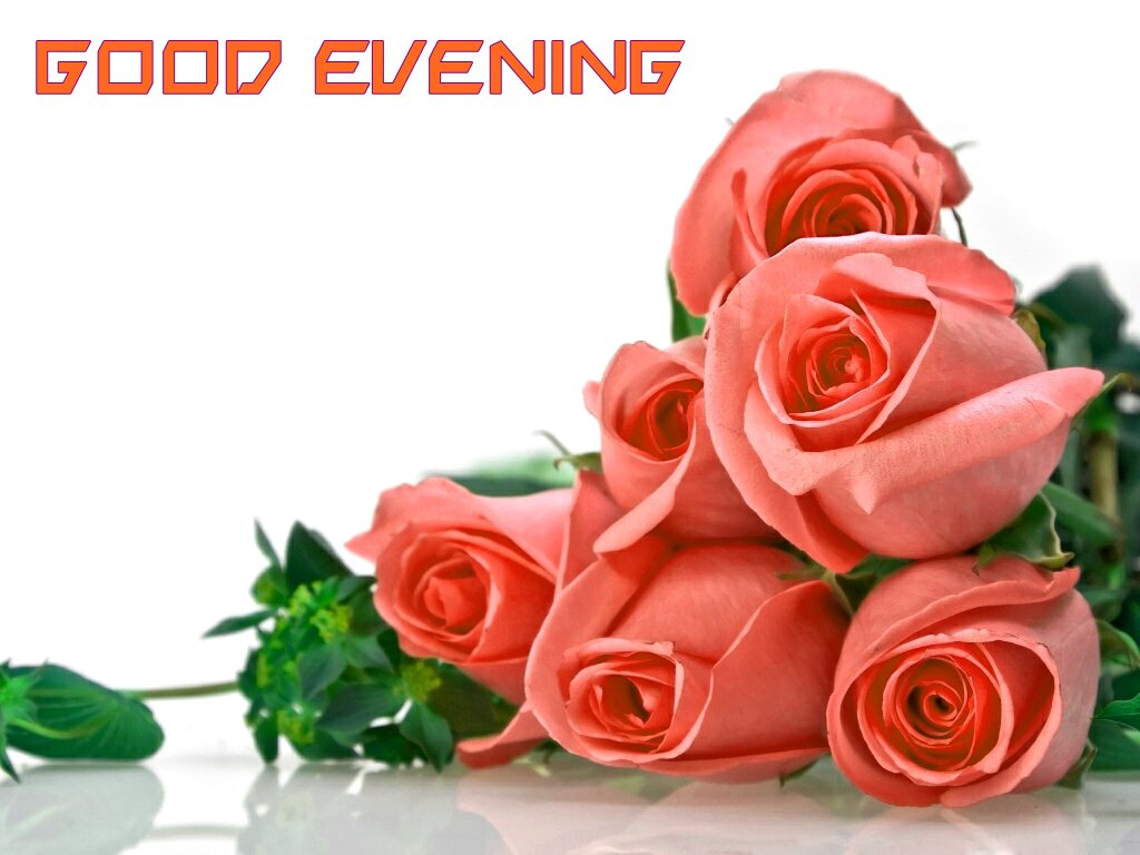 Good Evening Beautiful Roses Background Hd Wallpaper - Facebook Cover Pic Rose - HD Wallpaper 