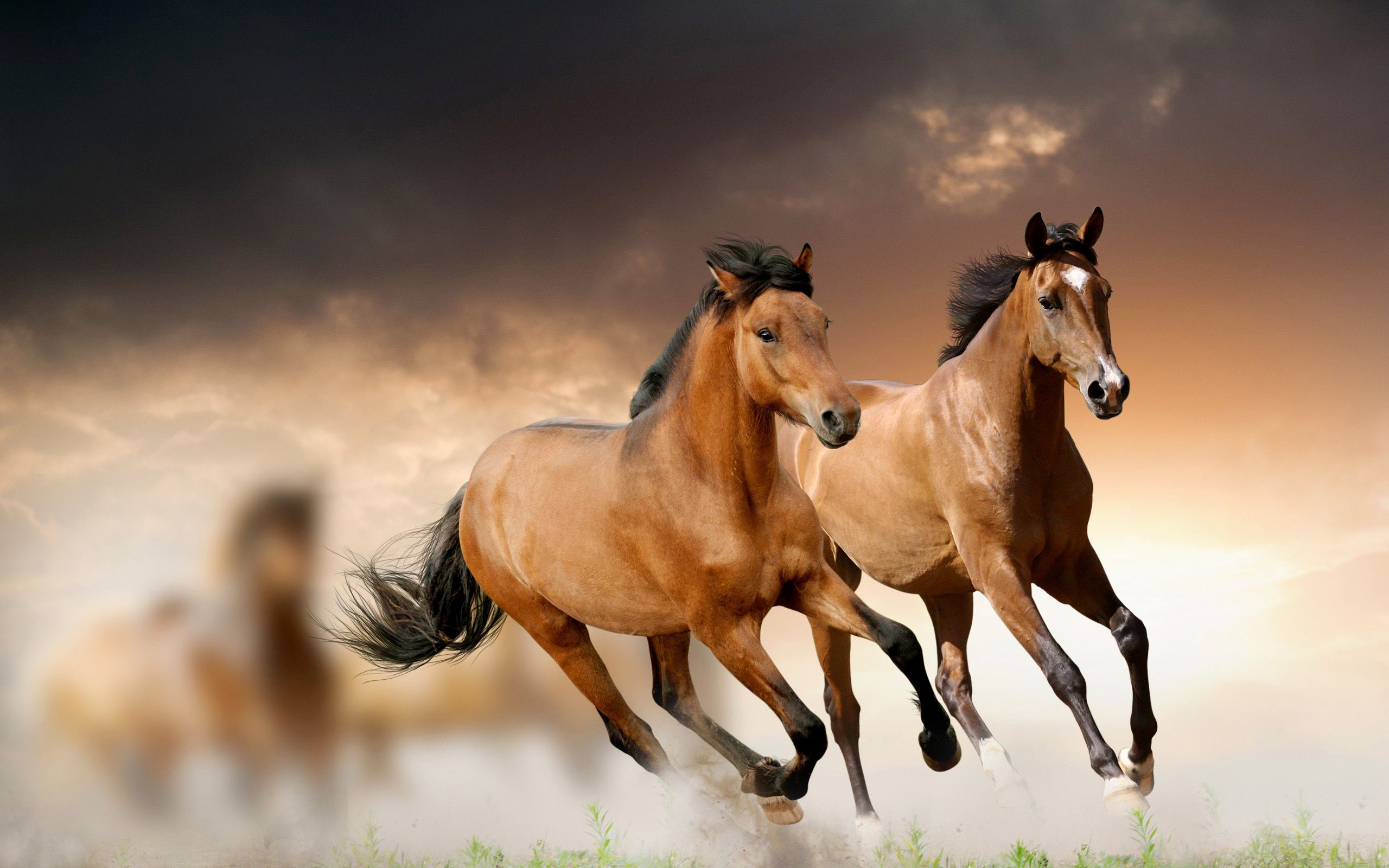 Horse Background Hd - HD Wallpaper 