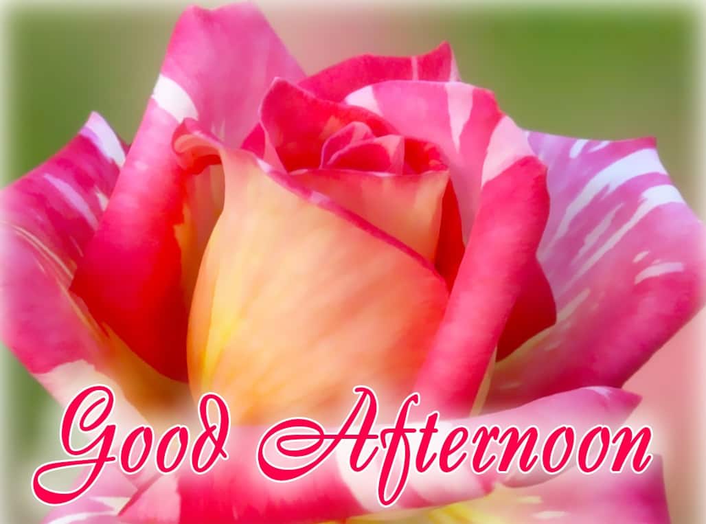 Good Evening Rose Wallpaper - Good Afternoon - HD Wallpaper 
