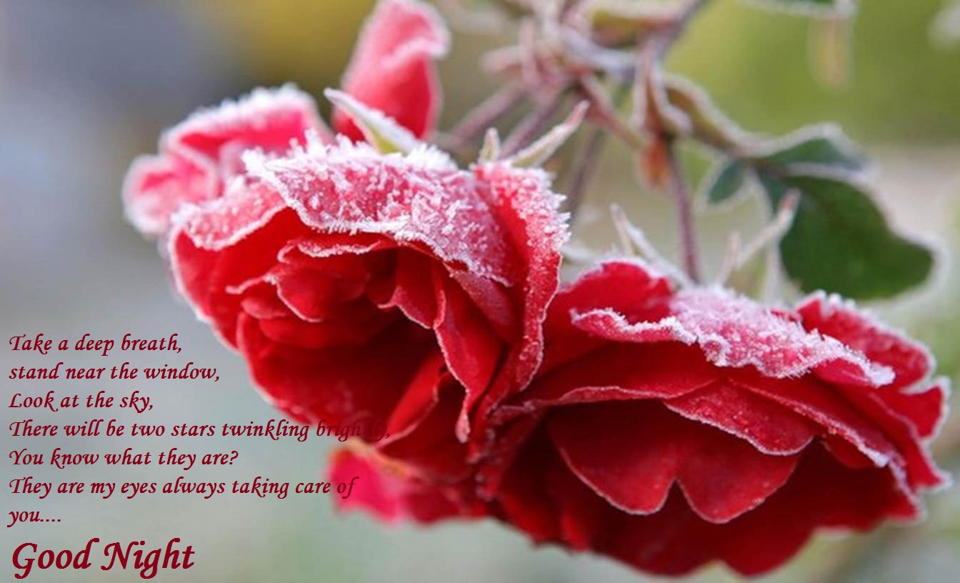 Beautiful Hd Winter Flower - HD Wallpaper 