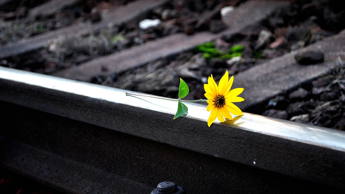 Yellow Flower On Railway Track-nature Hd Wallpaper2017 - عکس نوشته از امید - HD Wallpaper 