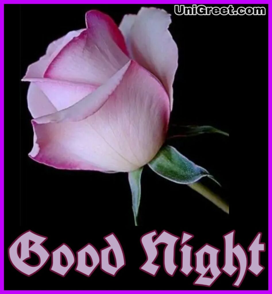 Good Night Rose Flower Wallpaper Download - Pembe Gül - HD Wallpaper 