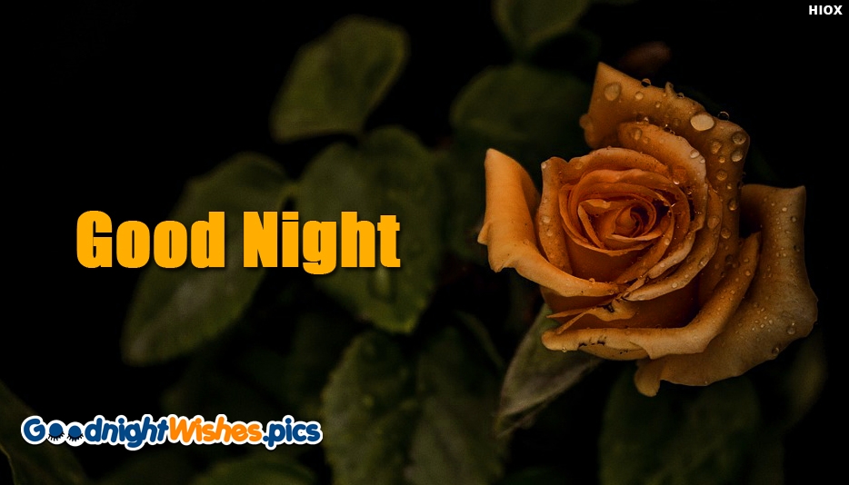 Good Night Rose Wallpaper Hd - Good Night Images With Rose For Gf ...