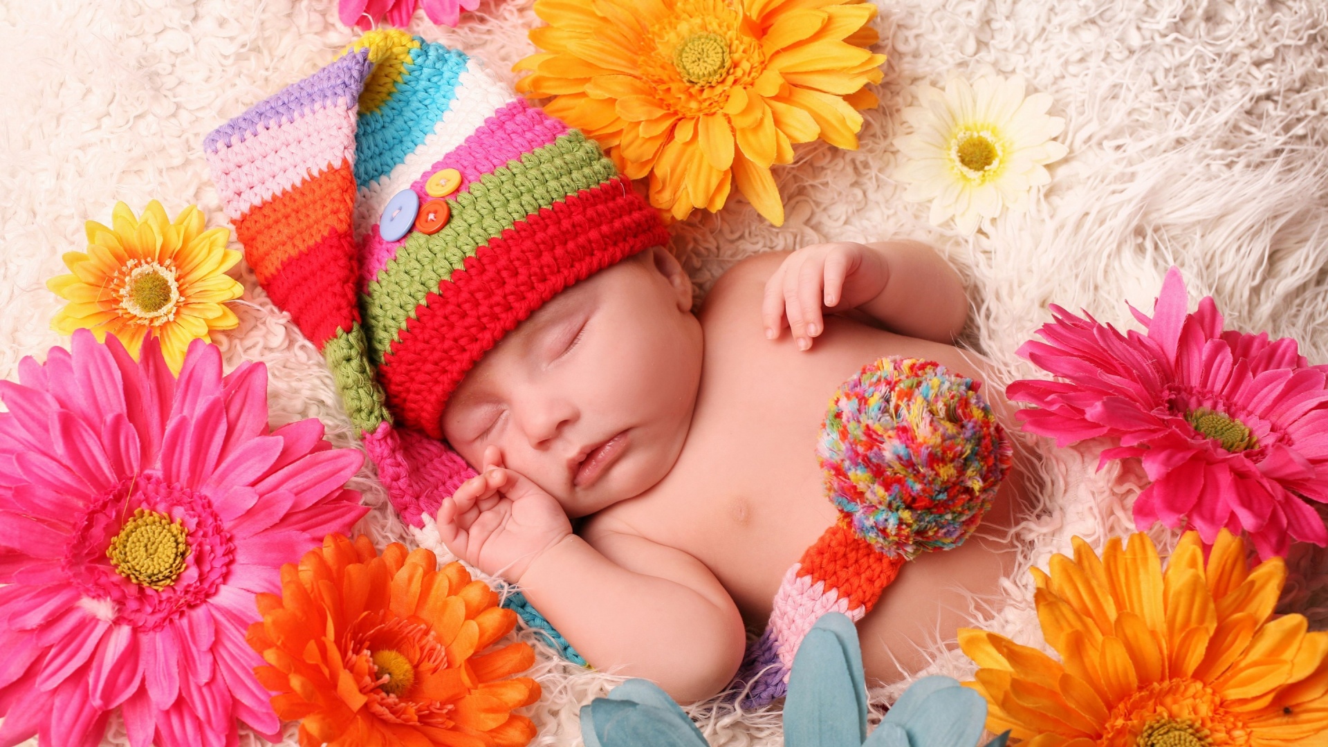Baby Sleeping Gerbera Flowers - Good Night In Flowers - HD Wallpaper 