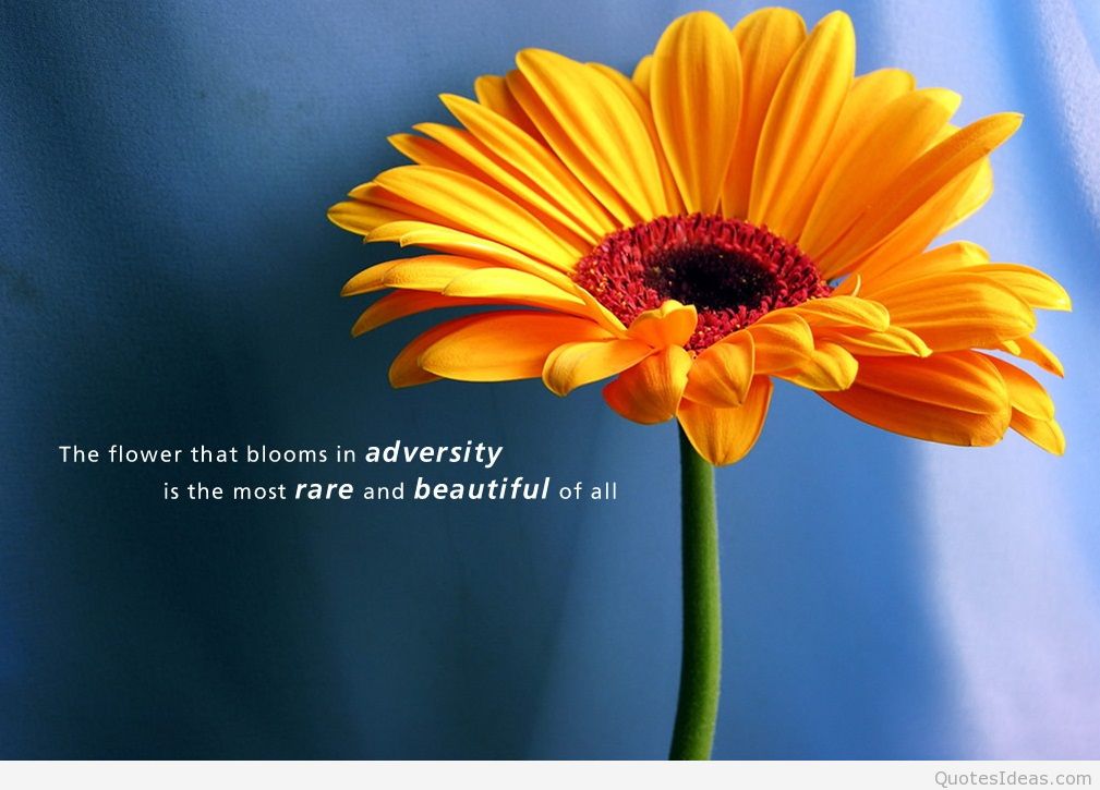 Awesome Inspirational Quote With Flower Wallpaper - Brightens Up Your Day -  1009x725 Wallpaper 