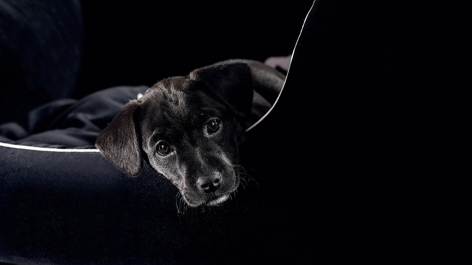 Wallpaper Dogs Animals Black Background 
 Data-src - Собаки Обои На Рабочий Стол - HD Wallpaper 
