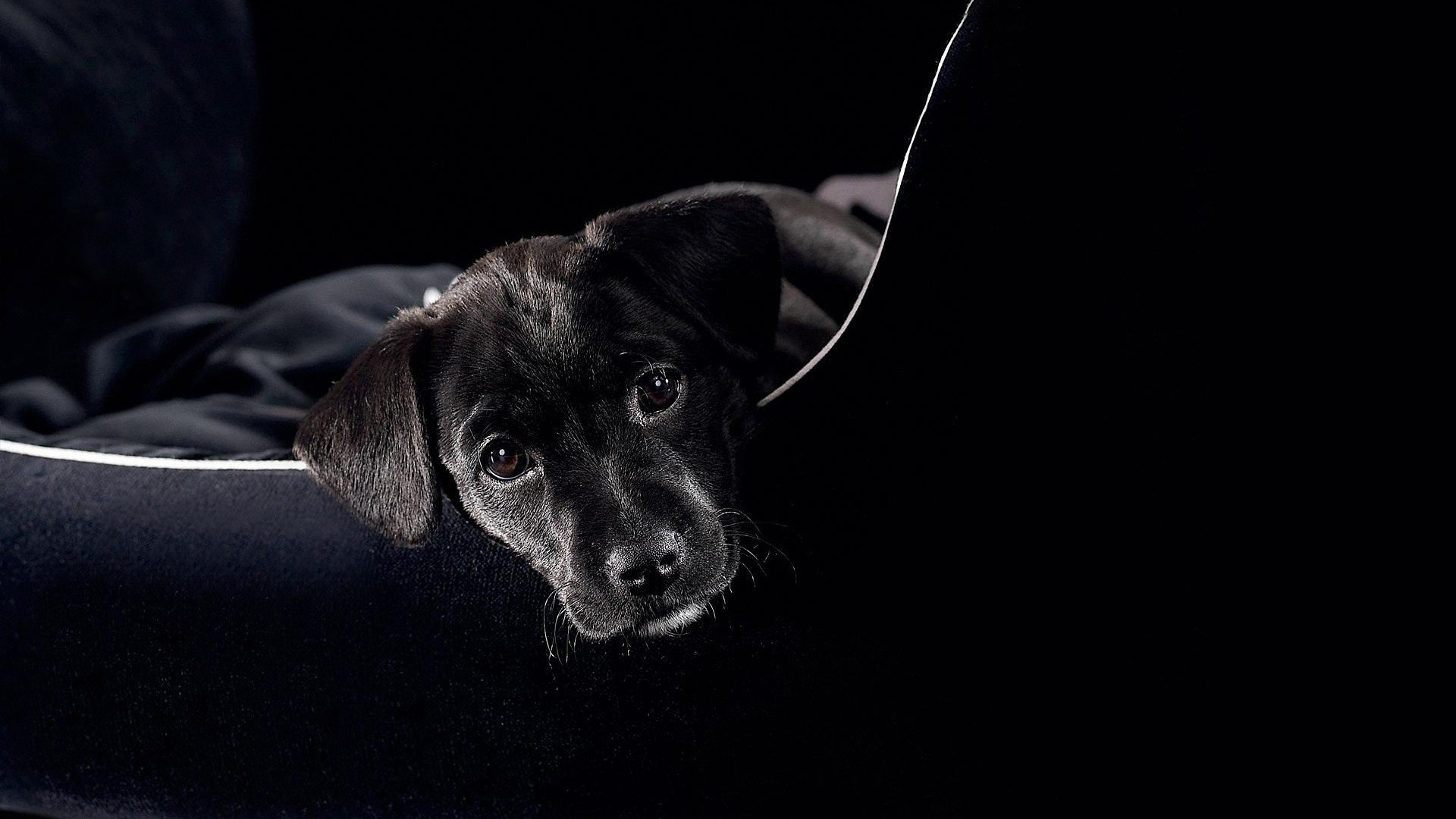 Wallpaper Dogs Animals Black Background 
 Data-src - Собаки Обои На Рабочий Стол - HD Wallpaper 