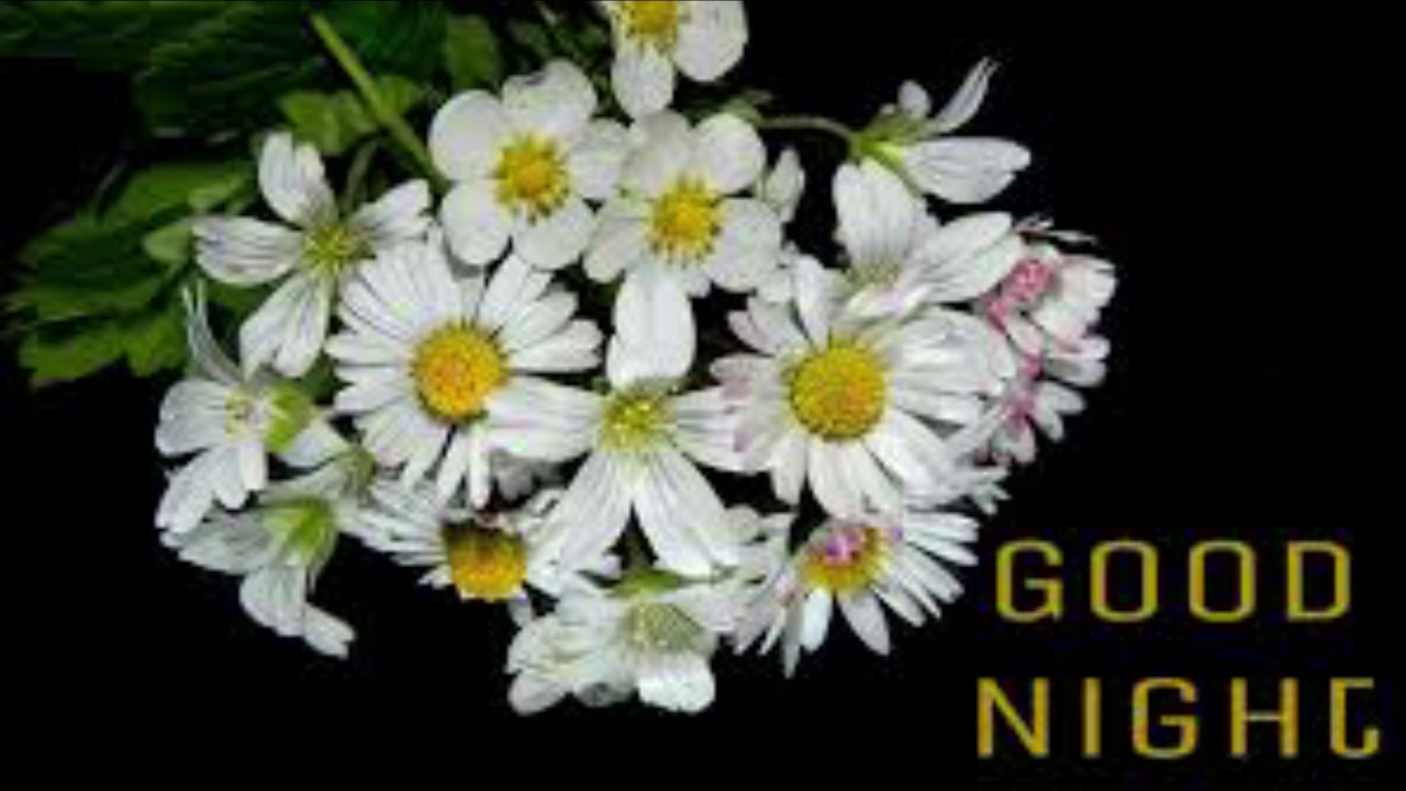 Good Night Wallpaper Flower White - HD Wallpaper 