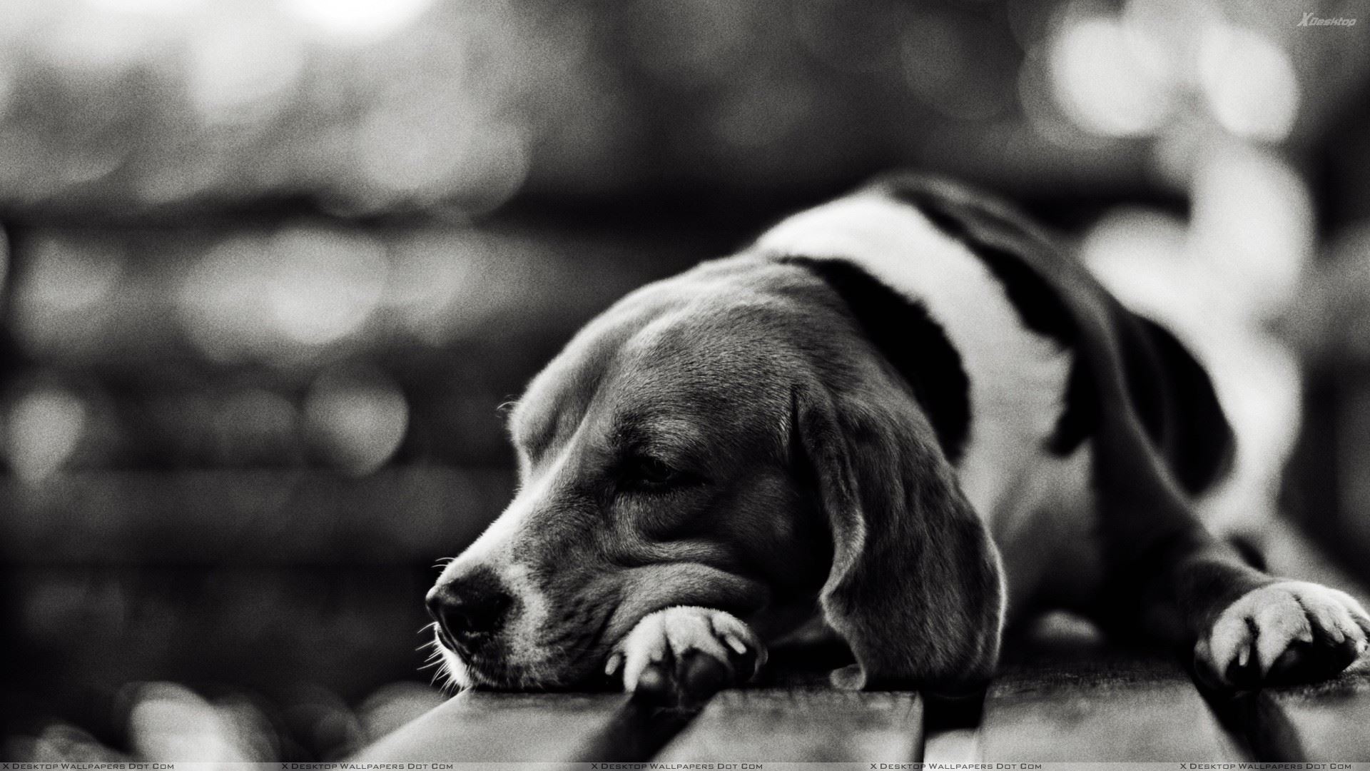 Cute Dog Sleeping Black N White Picture Wallpaper 
 - Cute Dog Black And White - HD Wallpaper 