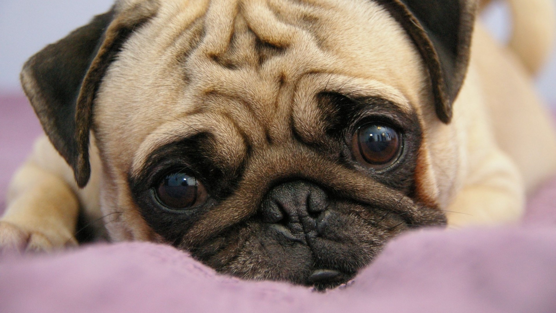 Preview Wallpaper Pug, Puppy, Snout, Eyes, Lie 
 Data - Обои На Рабочий Стол С Мопсом - HD Wallpaper 