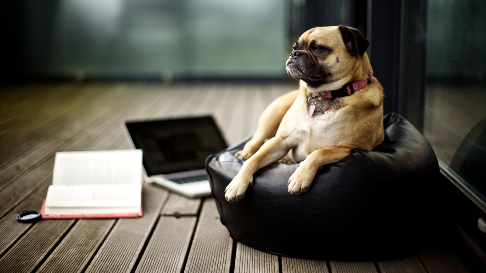 Pug Wallpaper 4k - 1920x1080 Wallpaper Pug Wallpaper 4k - 1920x1080 Wallpaper