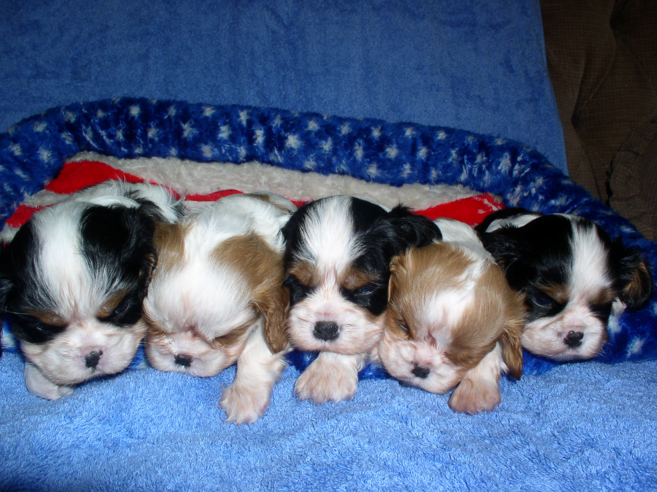 Cute Puppies Wallpaper - 5 Puppy's Sleeping - HD Wallpaper 