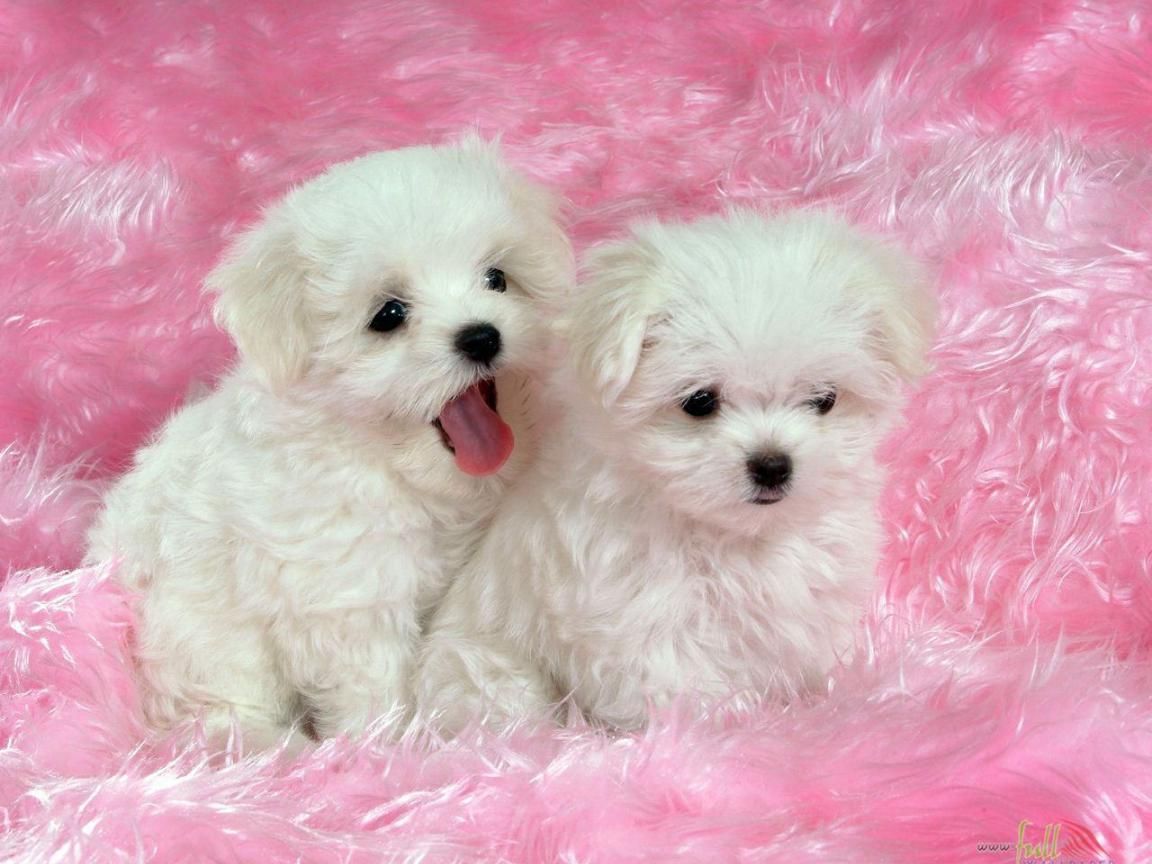 Cute Puppies - HD Wallpaper 