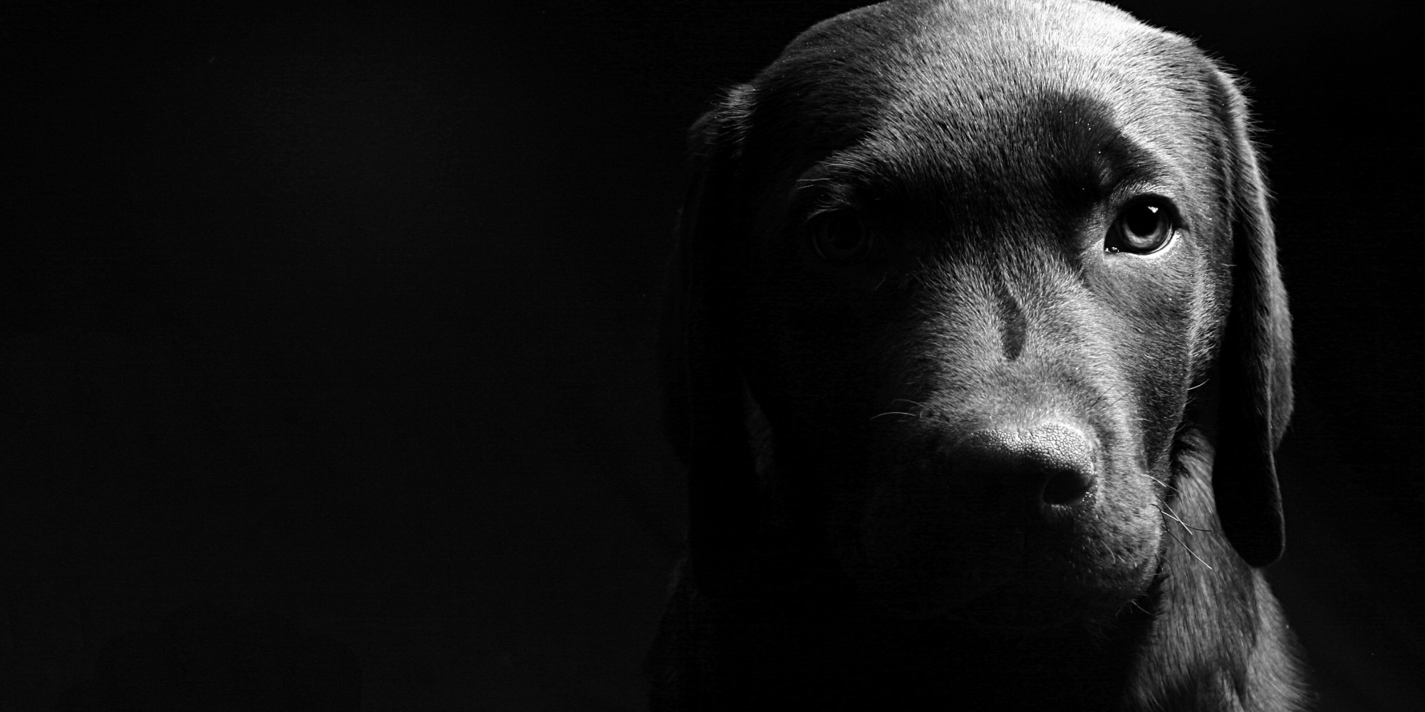 Beautiful, Black, Dog, Full, Screen, Wallpaper, Photos, - Black Dog -  2000x1000 Wallpaper 