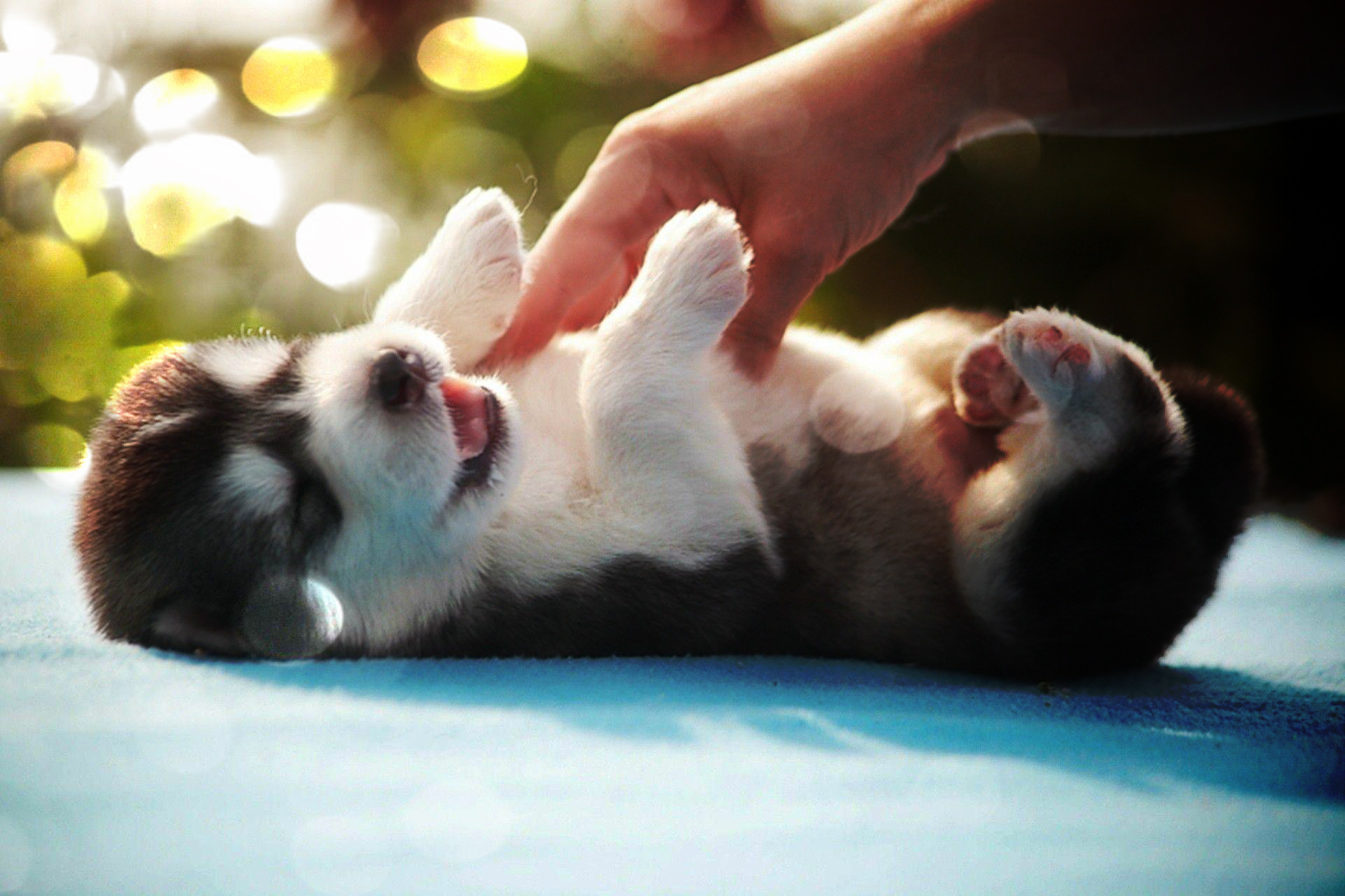 Baby Dog Wallpaper - Baby Dog - HD Wallpaper 