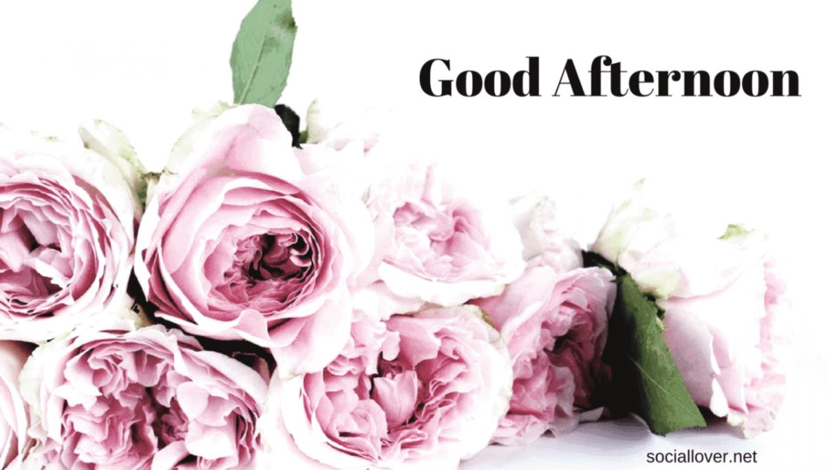 Good Afternoon Hd Images Wallpapers Pics Quotes Messages - Good Afternoon With Roses - HD Wallpaper 