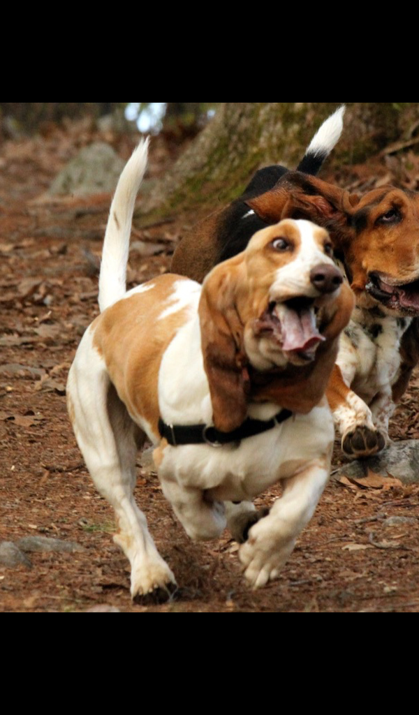 Dog Catches Something - HD Wallpaper 