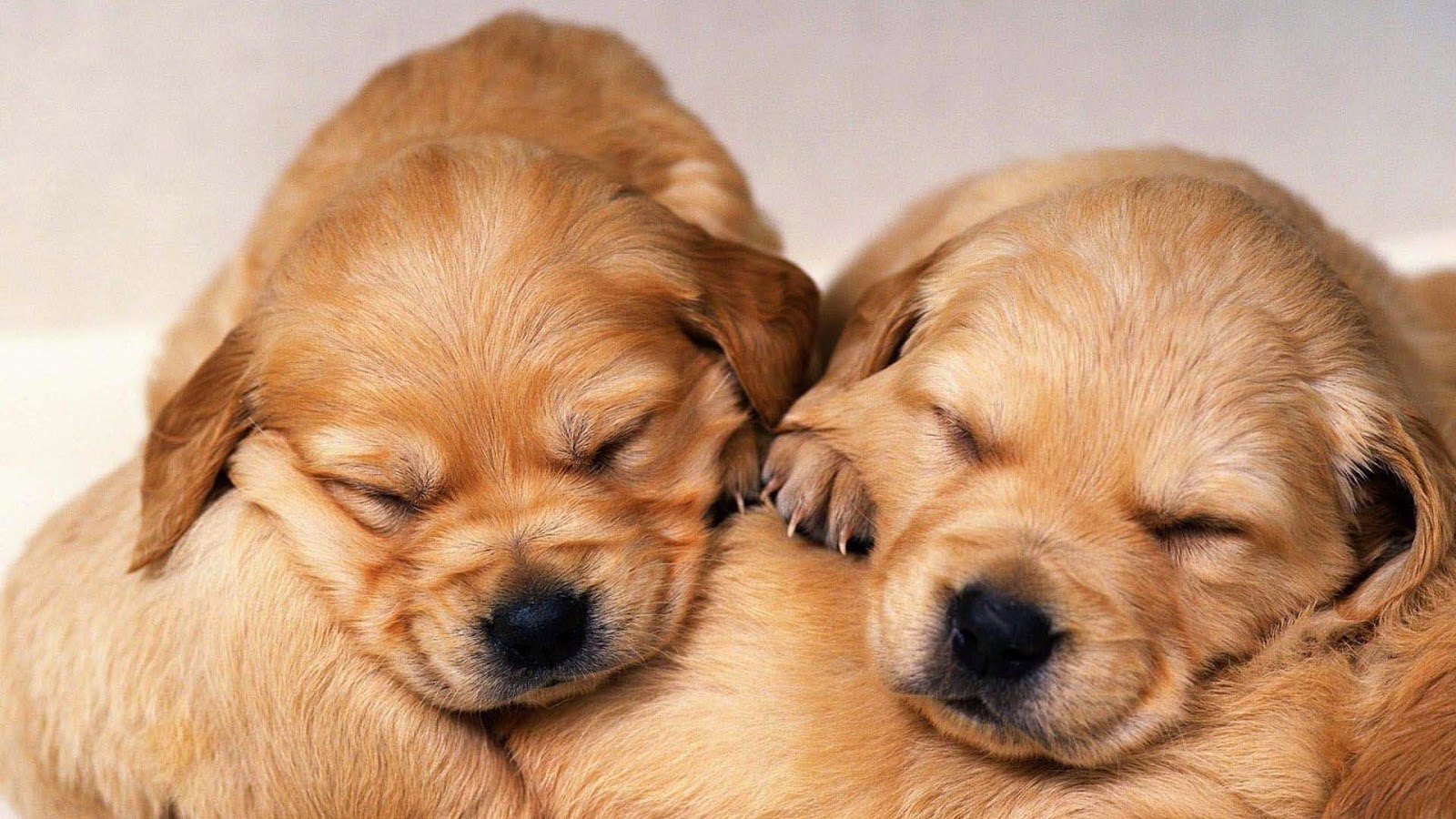 Baby Golden Retriever Wallpaper - Golden Retriever Baby Hd - HD Wallpaper 