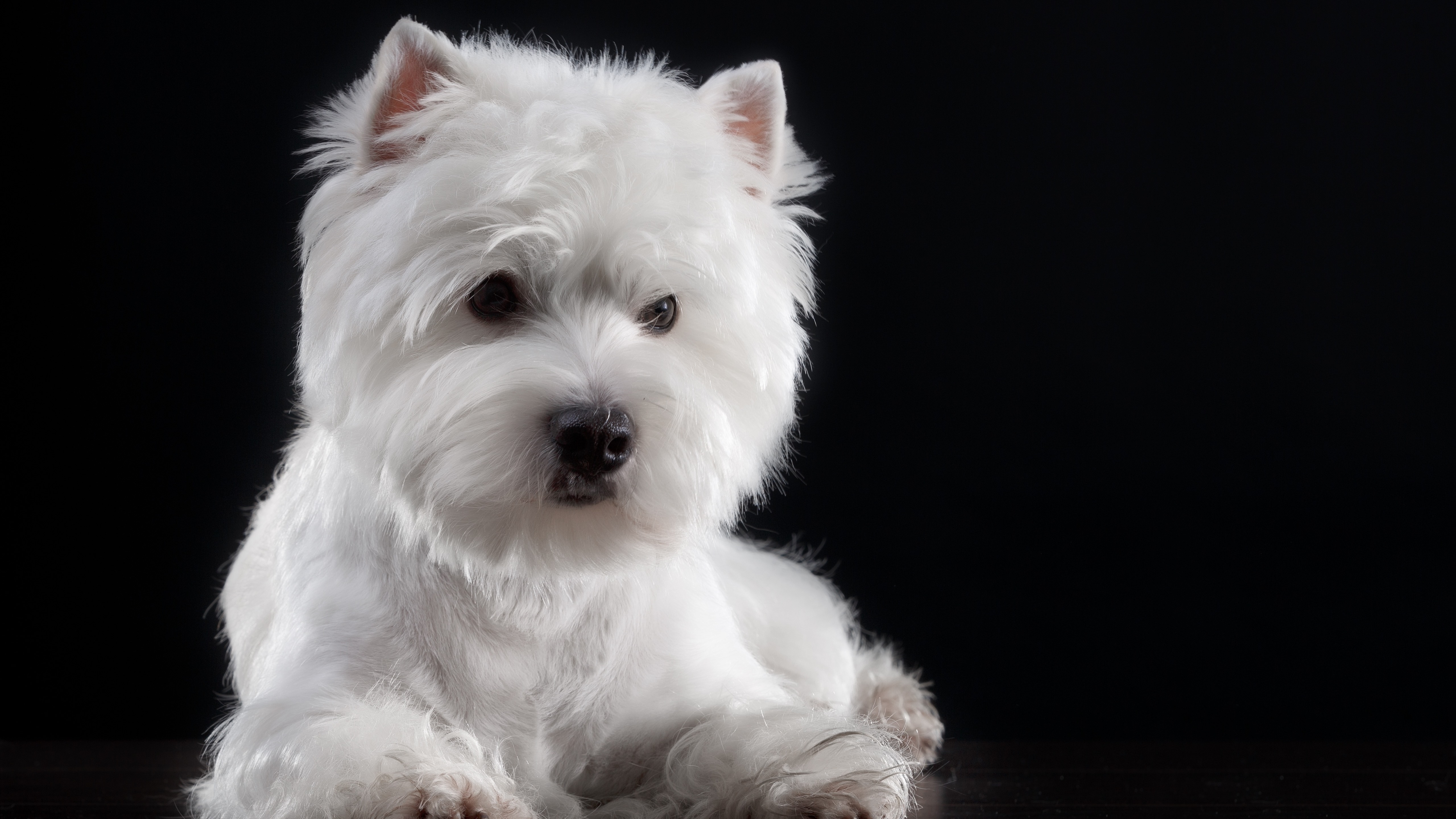 Wallpaper Furry White Dog, Black Background - West Highland White Terrier - HD Wallpaper 