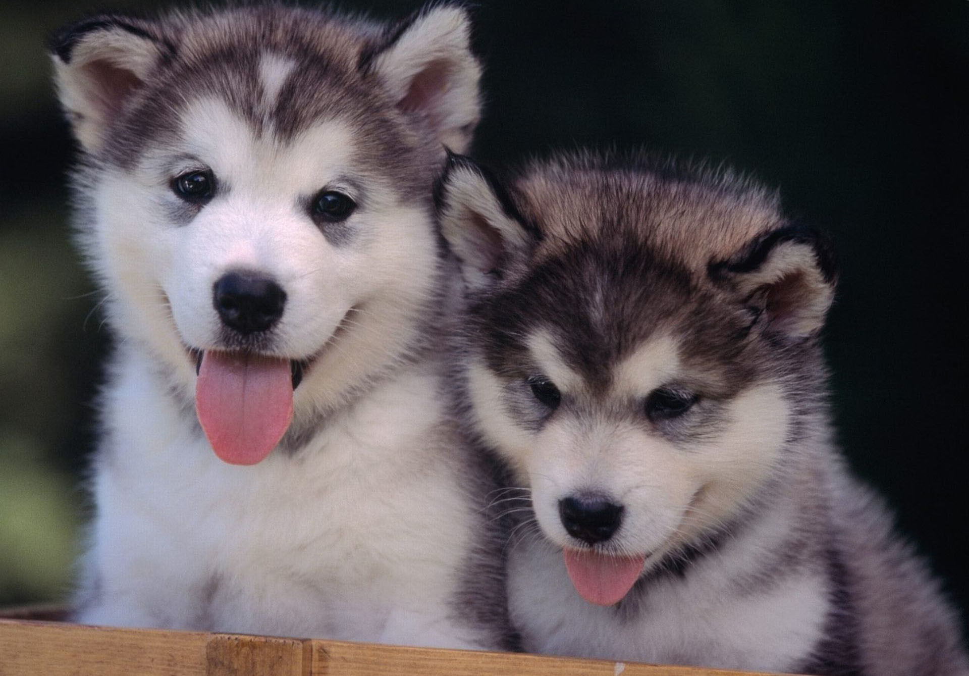 1920x1339, 
 Data Id 117457 
 Data Src /walls/full/c/d/6/117457 - Husky Puppies Wallpaper Hd - HD Wallpaper 