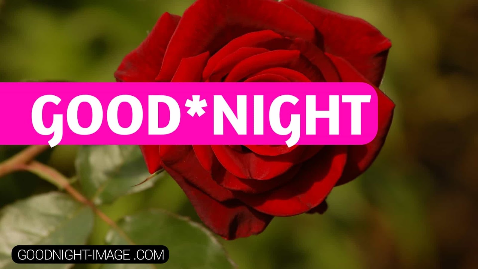 Good Night Pictures, Photos, Images, And Pics For Facebook - Garden Roses - HD Wallpaper 