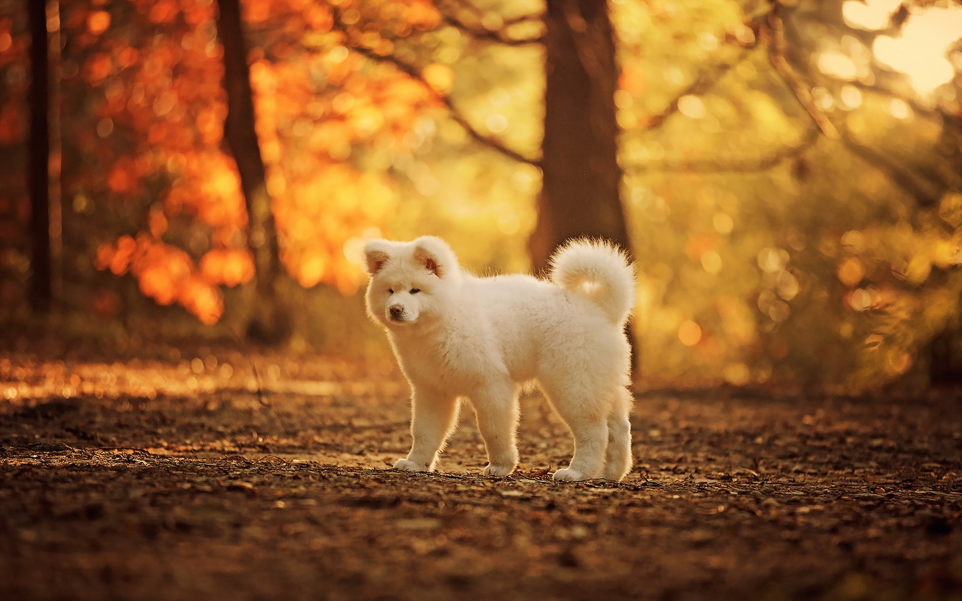 Wallpaper Cute White Dog, Autumn, Trees - Cute Autumn Wallpaper Dog - HD Wallpaper 