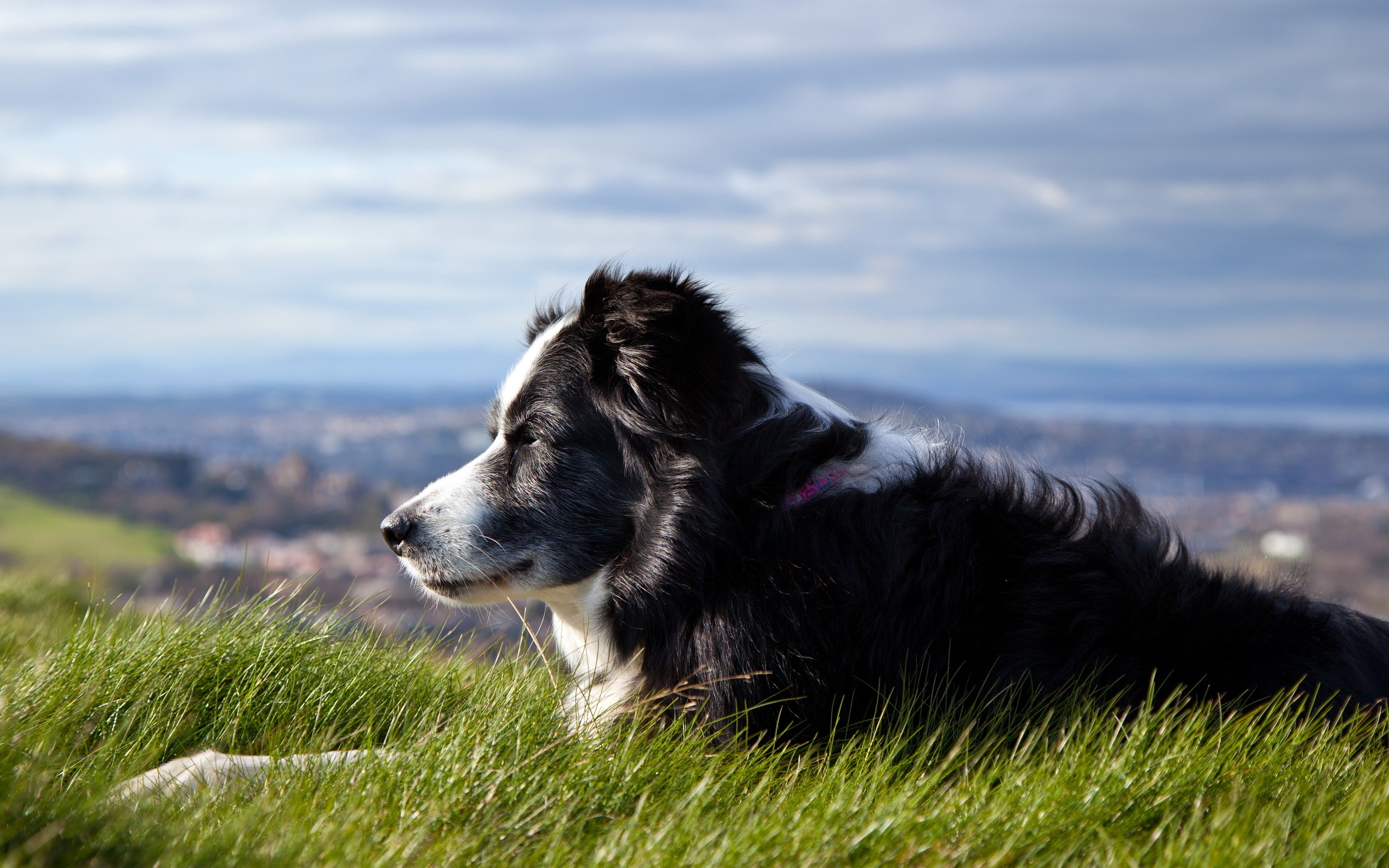 Old Dog Wallpapers And Images - Hd Wallpapers Border Collie - HD Wallpaper 