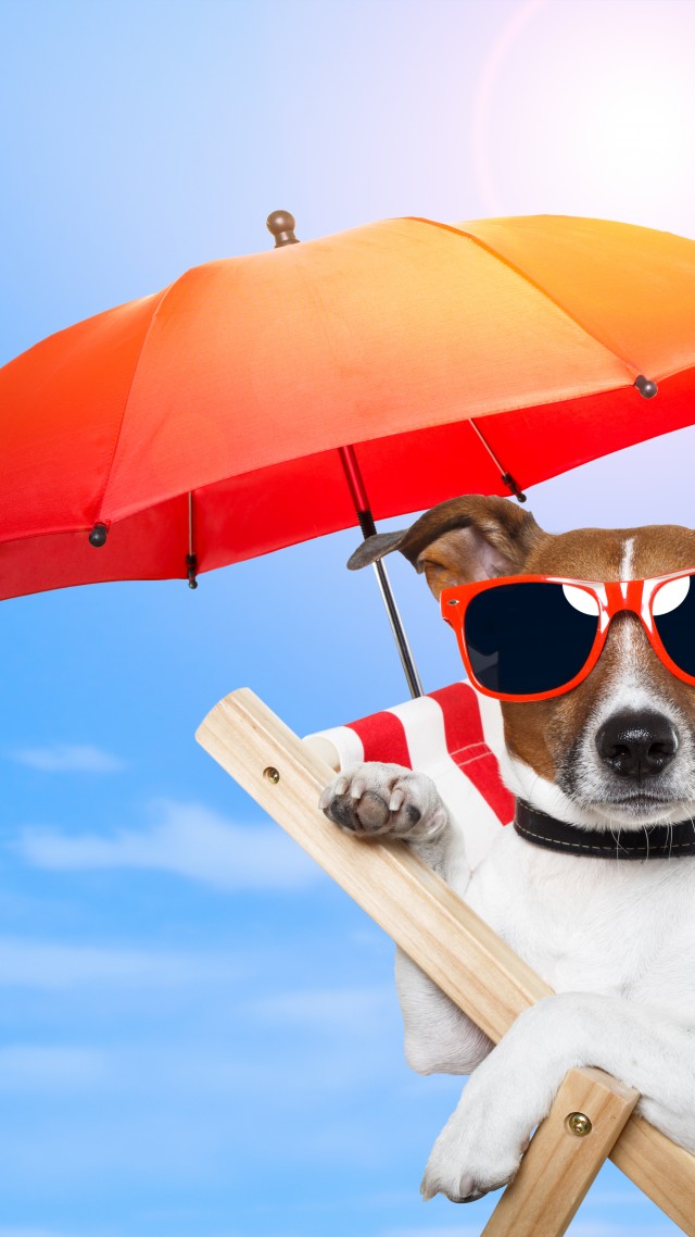 Dog, 5k, 4k Wallpaper, 8k, Puppy, Sun, Summer, Beach, - Beach Dog - HD Wallpaper 