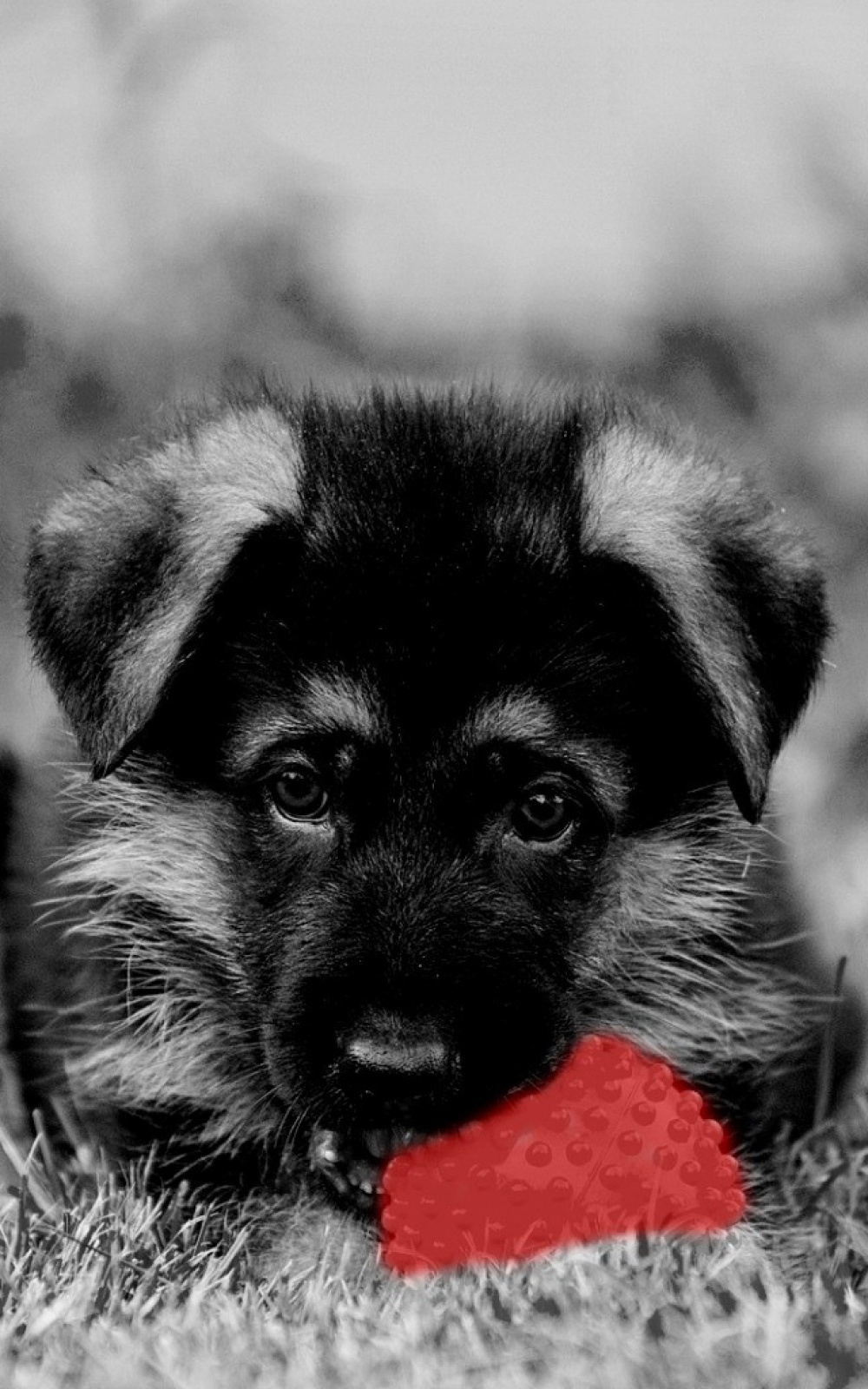 Dog Hd Wallpaper For Mobile - 1000x1600 Wallpaper Dog Hd Wallpaper For Mobile - 1000x1600 Wallpaper