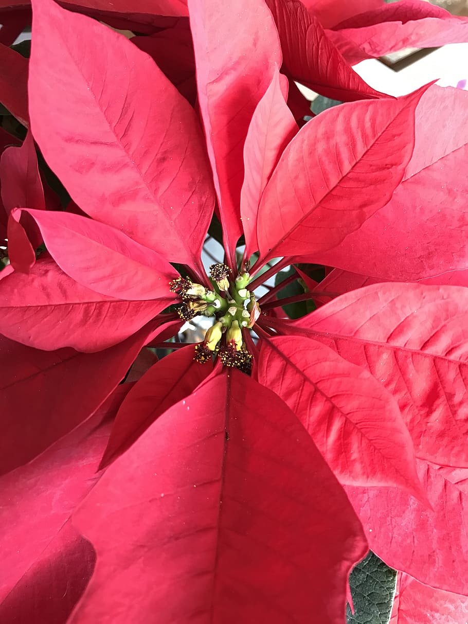 Good Night, Christmas, December, Red, Christmas Flower, - Good Night December - HD Wallpaper 