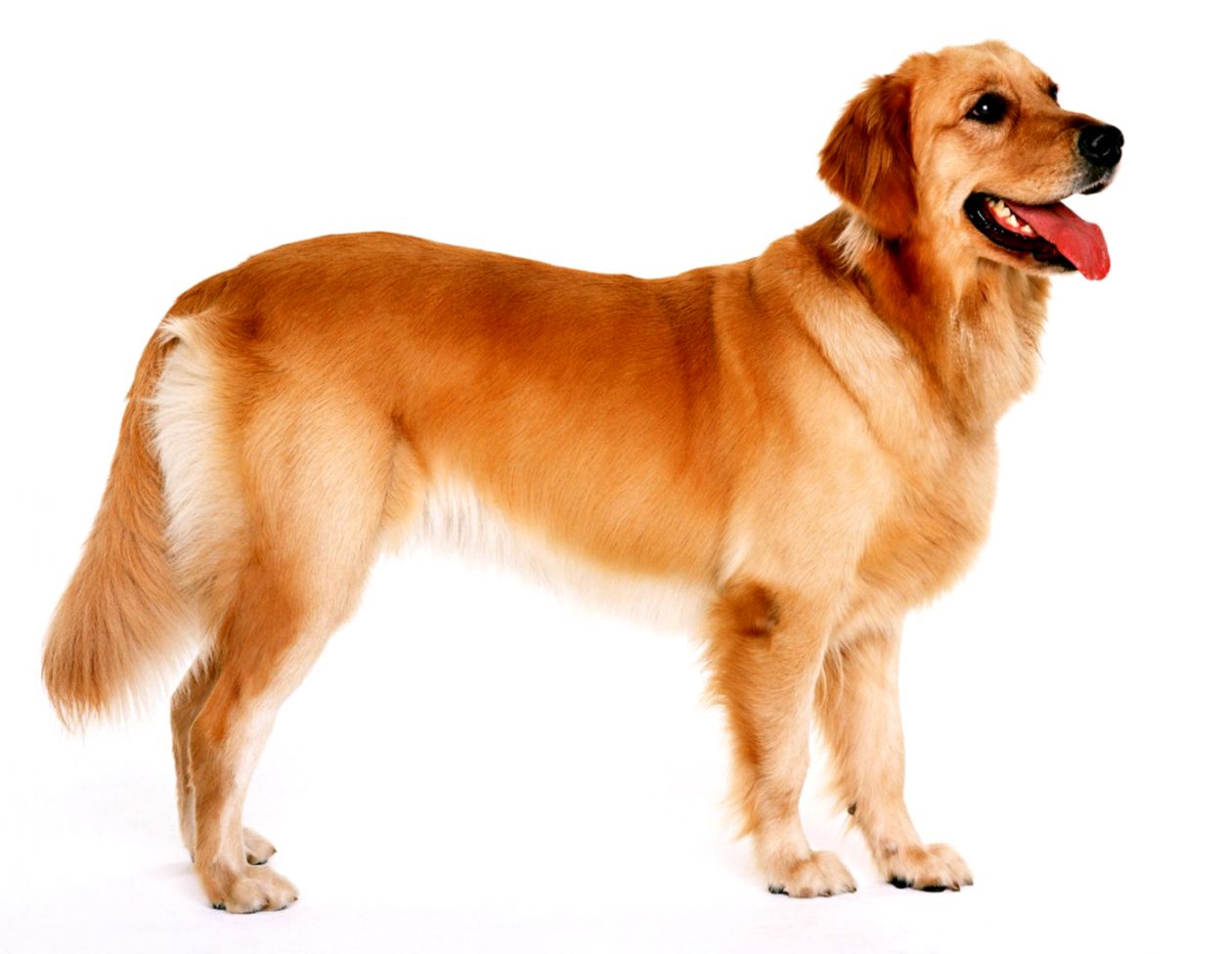 Beautiful Golden Retriever Dog Wide Hd Wallpapers Free - Golden Retriever Dog Png - HD Wallpaper 
