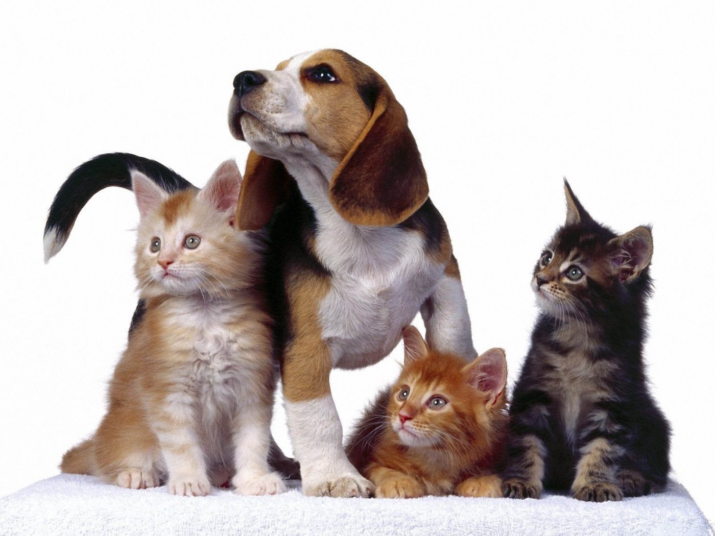 Desktop Cat And Dog Wallpapers Download - 3 Cats And 1 Dog - HD Wallpaper 