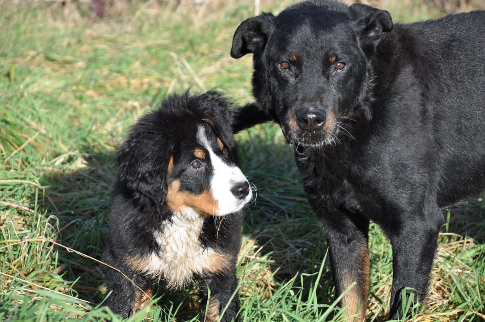 Dog, Bernese Mountain Dog, Big Dog, Dog, Domestic Animals - Domestic Animals Big - HD Wallpaper 