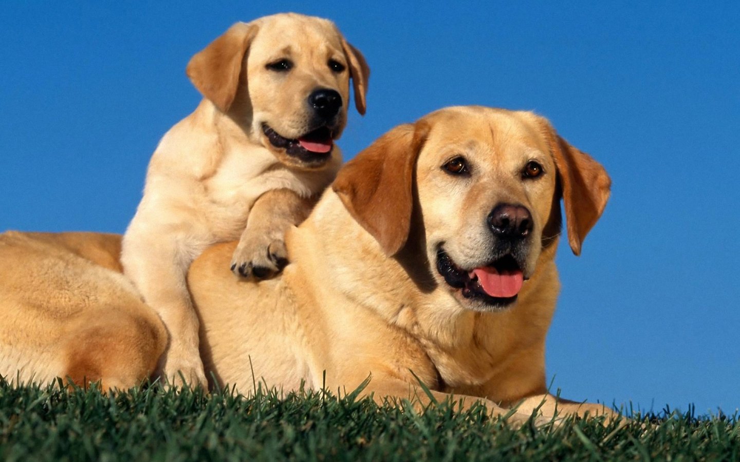 Dog Wallpapers Free Download - Dog And Puppy Images Hd - HD Wallpaper 