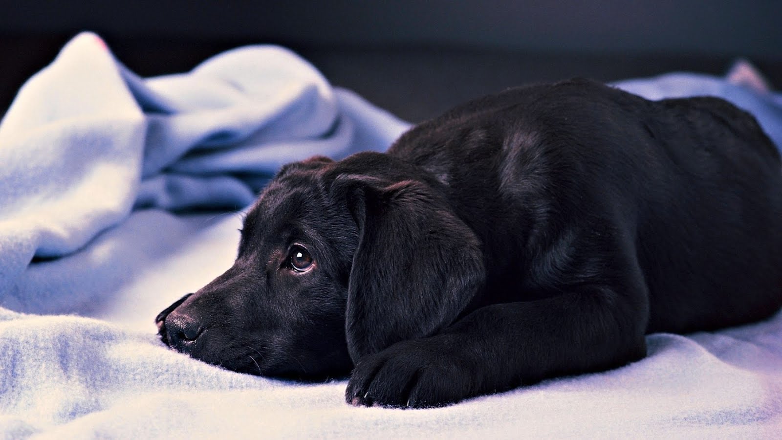 Download Black Labrador Retriever Puppy Wallpaper, - Puppies Black Lab Background - HD Wallpaper 
